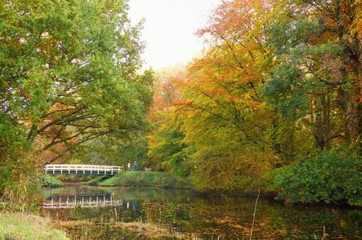 橋のある公園の風景 秋,イメージ,散歩の写真素材