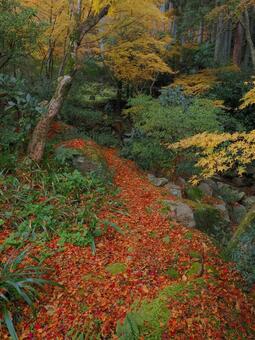 環境芸術の森 環境芸術の森,佐賀県,紅葉の写真素材