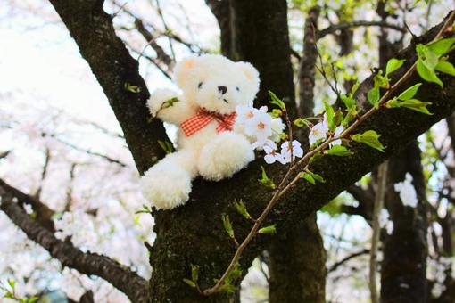 ソメイヨシノとテディベア ソメイヨシノ,桜,春の写真素材