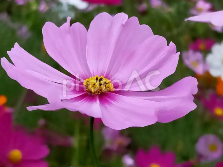佐倉市　風車広場　コスモス畑　（紫） コスモス畑,佐倉市,風車広場の写真素材