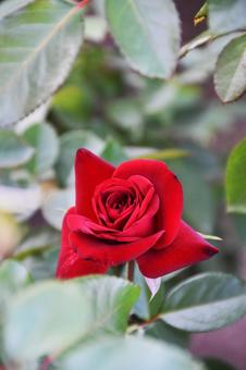 薔薇 薔薇 薔薇,花,綺麗の写真素材