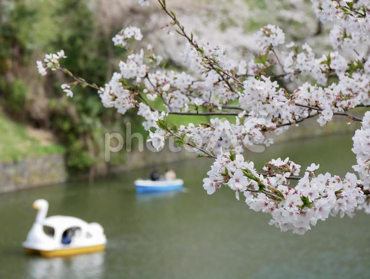 桜の季節 春,ピンク,見頃の写真素材