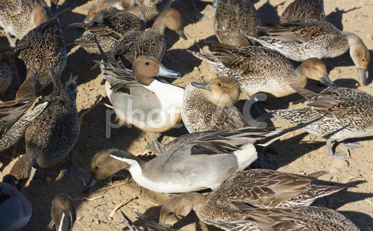 餌を取り合うオナガガモ 鳥,野鳥,鴨の写真素材
