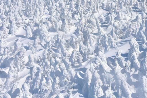 樹氷 樹氷の写真