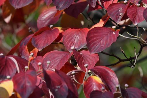 紅葉したナンキンハゼ ナンキンハゼ,木の実,赤い葉の写真素材