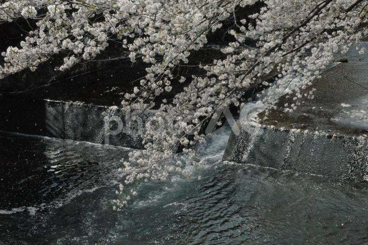 清明過ぎの町田市成瀬の恩田川の桜の花 桜並木,さくら,桜の名所の写真素材