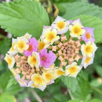 花★ランタナ 花★ランタナの写真