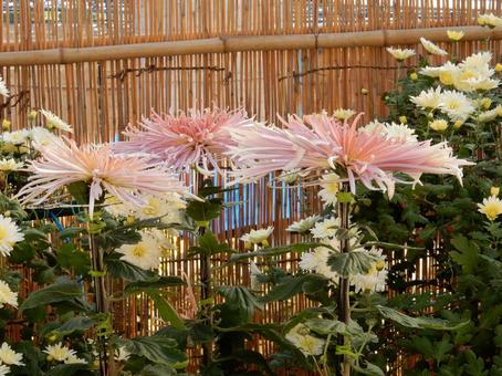 【風景写真】福山菊花展覧会の風景 キク,菊,菊花展の写真素材