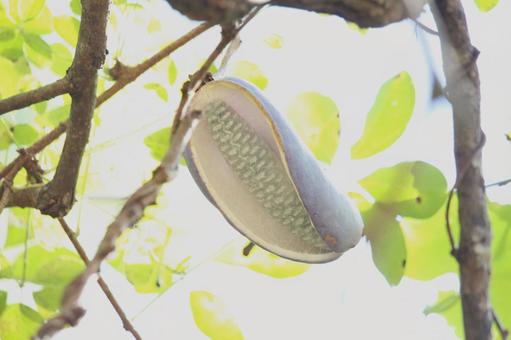 秋のごちそうアケビ あけび,秋,果物の写真素材