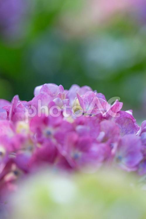 前ボケが美しいアジサイ あじさい,紫陽花,富山の写真素材