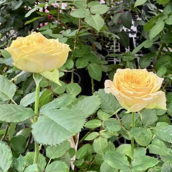 花★薔薇★ローズ 薔薇,ローズ,イエローの写真素材