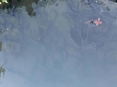 川魚 川魚の写真