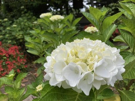 Hydrangea (white) 3, JPG