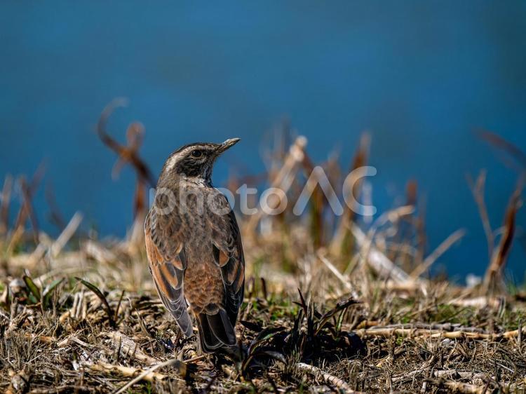 地面を歩くツグミ ツグミ,野鳥,鳥の写真素材