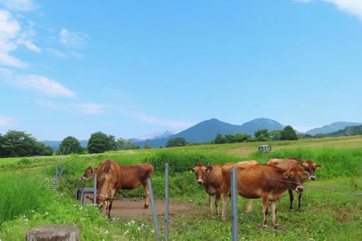 【岡山県】蒜山高原 ジャージー牛 蒜山高原,夏,牛の写真素材