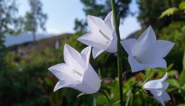 秋の七草 白色のキキョウ 季節の花 秋の七草 白色のキキョウ 季節の花の写真