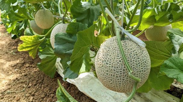 Photo, melon, ares mellon, cantaloupe, 