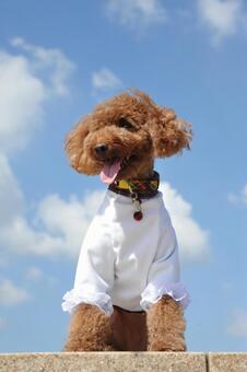 オシャレなトイプードル トイプードル,犬,空の写真素材