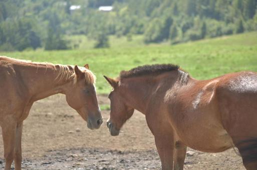 蓼科第二牧場の馬たち④ 蓼科第二牧場の馬たち④の写真