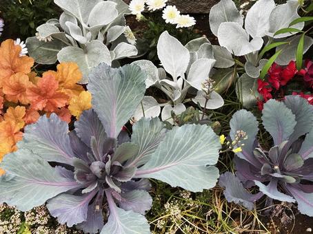 寄せ植えの写真