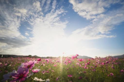 広角で捉えた光に満ちた花畑と空 コスモス,秋桜,花畑の写真素材