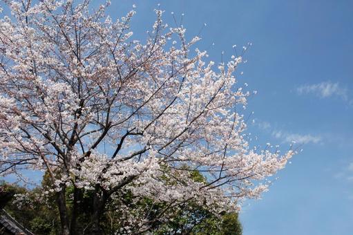 桜 桜の写真