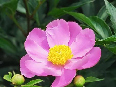 芍薬30 芍薬30 芍薬,大輪,ピンクの写真素材