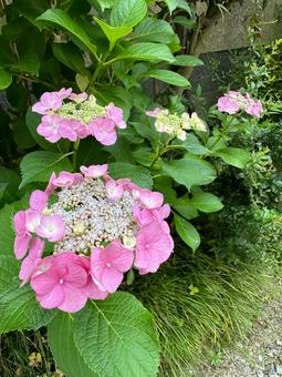 Hydrangea, JPG Hydrangea, JPG