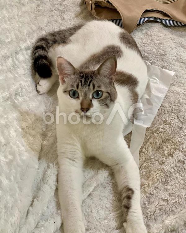 見つめるシャムミックス猫さん　縦画像 猫,シャムトラ,見つめるの写真素材
