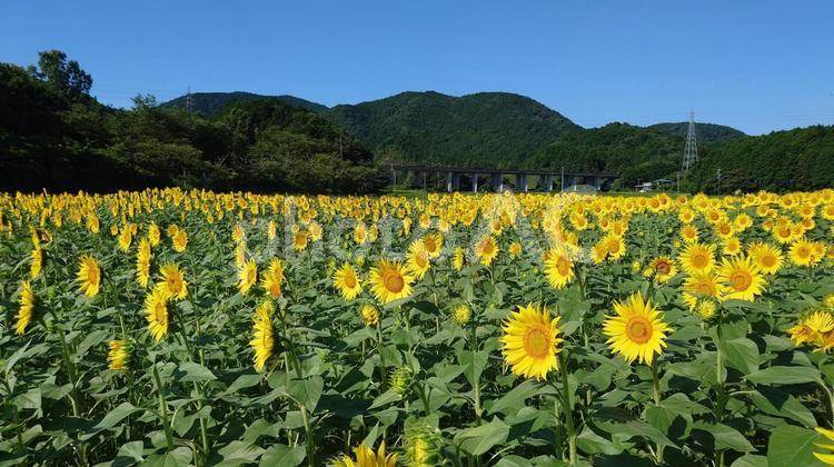 アスピア玉城の満開のひまわり畑 ひまわり畑,満開,夏の写真素材