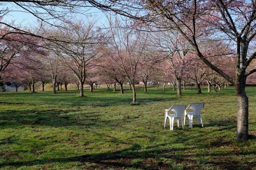 桜3 桜3の写真