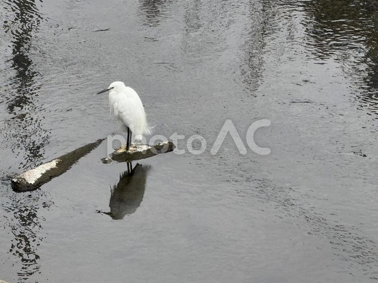 コサギ　白鷺　川　佇む コサギ,白鷺,川の写真素材