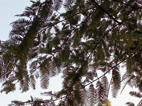 メタセコイア メタセコイア,木,葉の写真素材