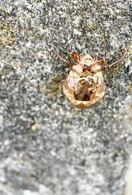 上から見下ろす蝉の抜け殻 蝉の抜け殻,虫,自然の写真素材