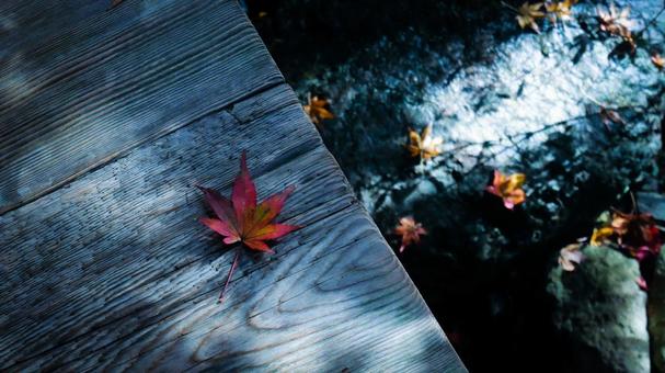 落葉した紅葉 落葉した紅葉の写真