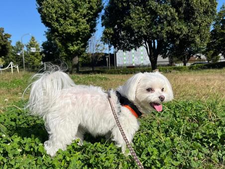 犬の散歩 犬の散歩 犬,マルチーズ,かわいい犬の写真素材