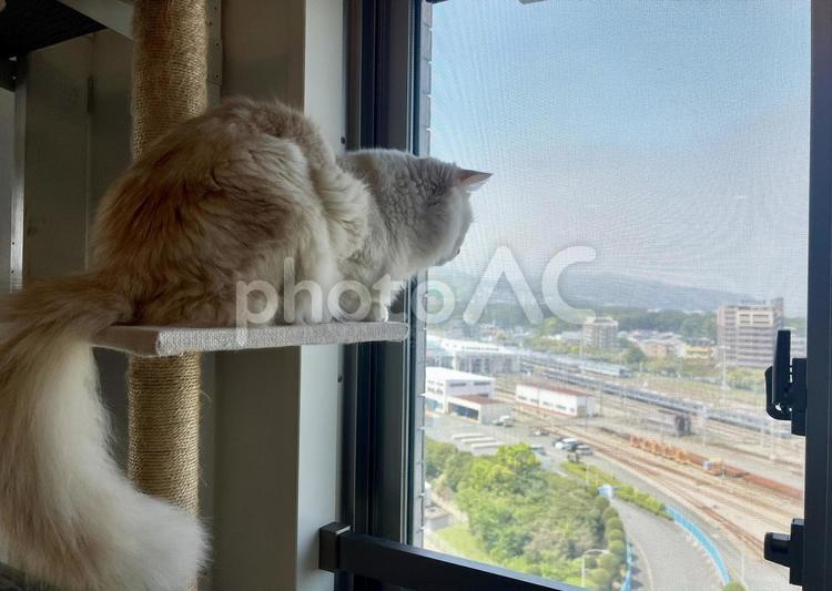 窓から線路見下ろす白い猫3 猫,ネコ,ニャンコの写真素材
