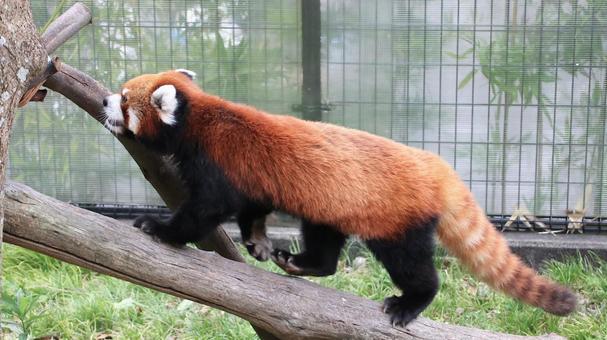 夏休みの動物園 レッサーパンダも暑い 夏休みの動物園 レッサーパンダも暑い レッサーパンダ,小熊貓,動物園の写真素材