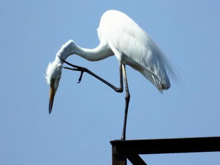 廃線の上で毛繕いをするダイサギ 廃線の上で毛繕いをするダイサギ 鳥,野鳥,ダイサギの写真素材