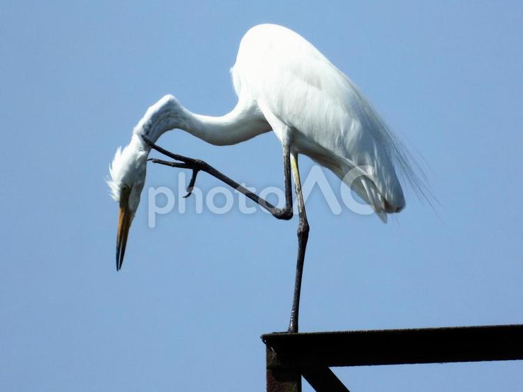 廃線の上で毛繕いをするダイサギ 鳥,野鳥,ダイサギの写真素材