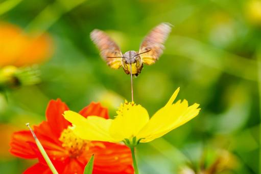 ヒメクロホウジャク(29) 蛾,虫,ヒメクロホウジャクの写真素材