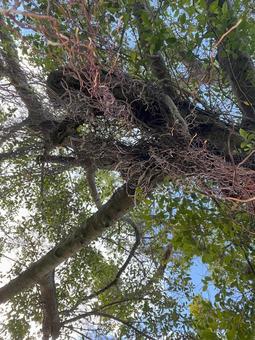 ガジュマル　ひげ ガジュマル,自然,木々の写真素材