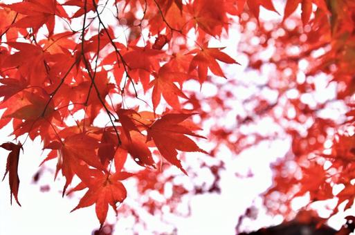 紅葉 紅葉の写真