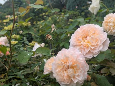 薔薇 薔薇,春,秋の写真素材