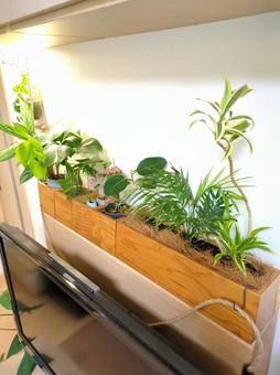 観葉植物 リビング テレビ台周り⑤ 観葉植物 リビング テレビ台周り⑤ 観葉植物,インテリアグリーン,室内インテリアの写真素材
