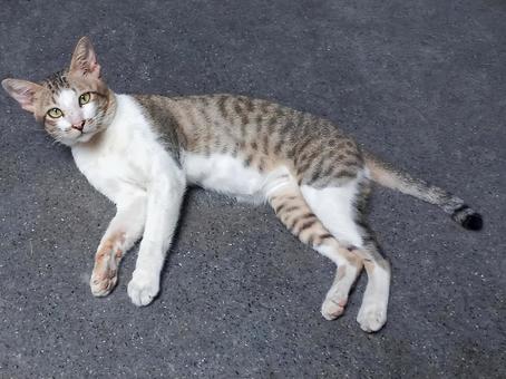 Cambodian tsundere attention-seeking cat, JPG
