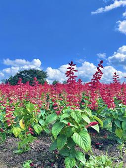 サルビアの写真