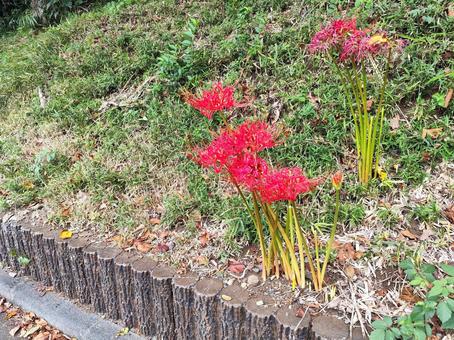 道端の曼殊沙華 道端の曼殊沙華 彼岸花,曼殊沙華,花の写真素材