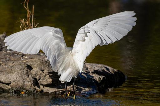 水辺のコサギ 水辺のコサギ コサギ,鳥,野鳥の写真素材