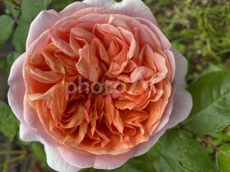 薔薇　バラ　ピンク　花　ローズ　アップ バラ,薔薇,ローズの写真素材